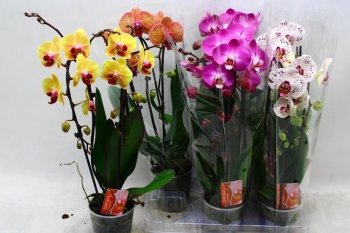 <h4>PHAL EL CASCADE</h4>