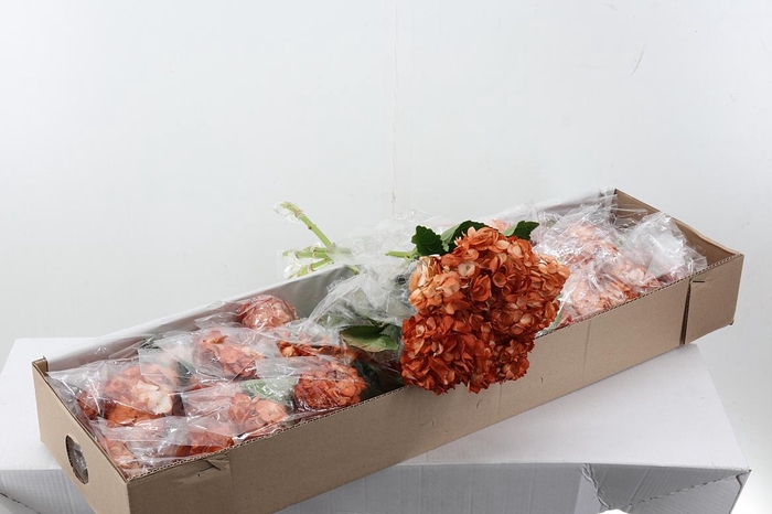 <h4>Hydr Coffee Box</h4>