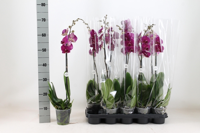 <h4>PHAL AN BLOEMFONTEIN</h4>