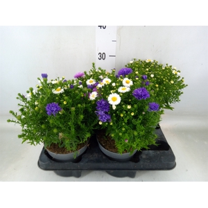 Aster dum. 'Alpha dk Purple Launch'