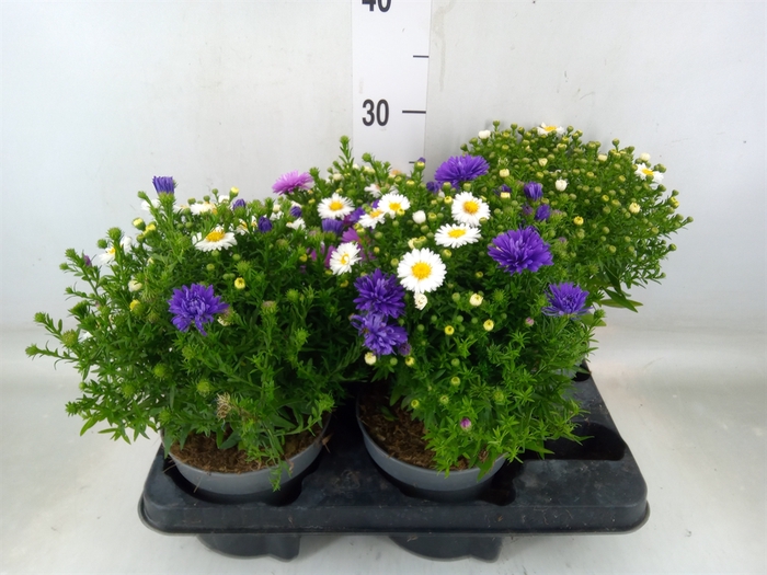 <h4>Aster dum. 'Alpha dk Purple Launch'</h4>