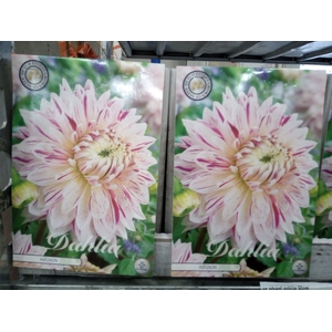 Dahlia   ...flowerbulbs