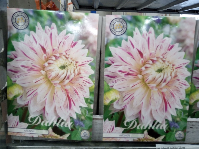 <h4>Dahlia   ...flowerbulbs</h4>