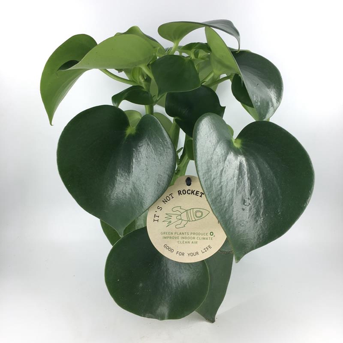 <h4>PEPEROMIA POLYBOTRYA P12 EXCLUSIVE RAINDROP</h4>