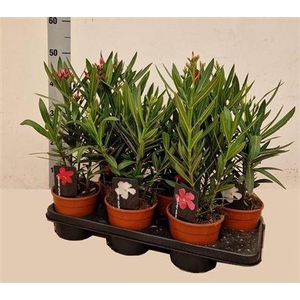Neri Oleander P15 3 Branche