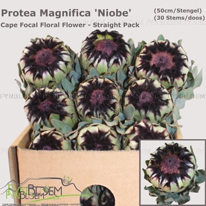 PROTEA MAG NIOBE