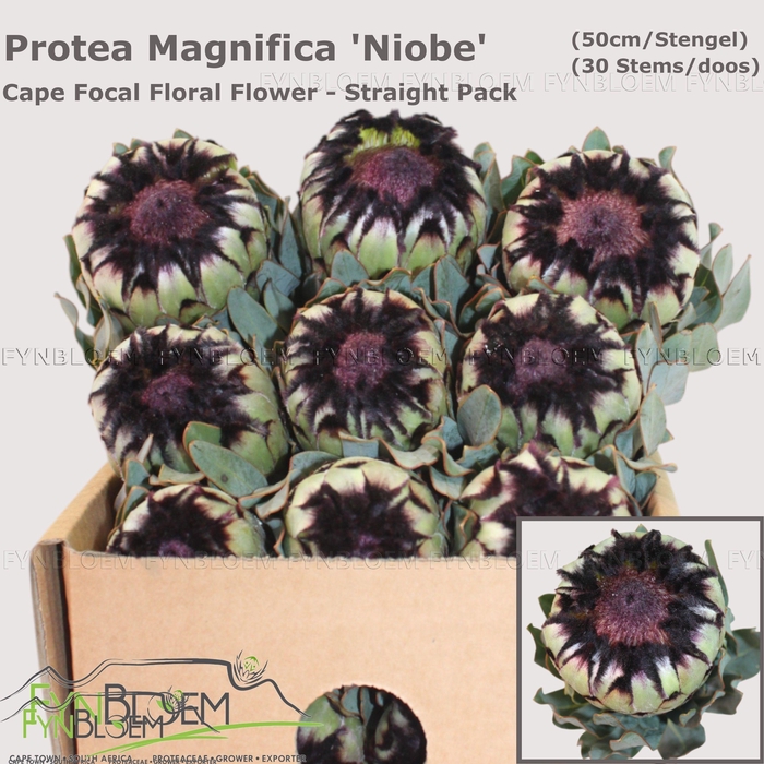 <h4>PROTEA MAG NIOBE</h4>