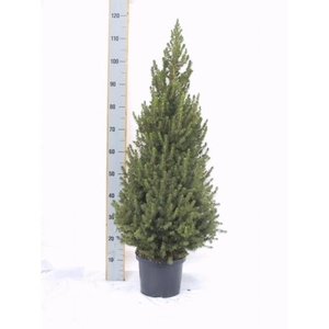 Picea gl. Conica