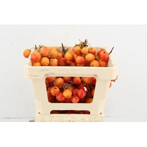 MALUS GARFIELD PER STEM