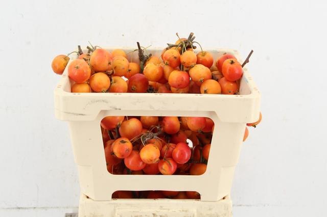 <h4>MALUS GARFIELD PER STEM</h4>