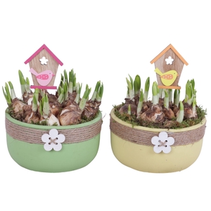 Bulbs Arr. Narcis Ceramic Bowl Round Rope Flower Ø18cm