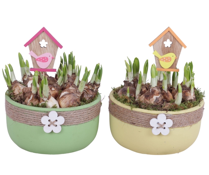 <h4>Bulbs Arr. Narcis Ceramic Bowl Round Rope Flower Ø18cm</h4>