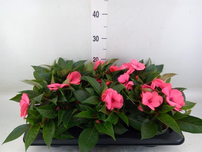 <h4>Impatiens NG 'Tamarinda Salmon'</h4>