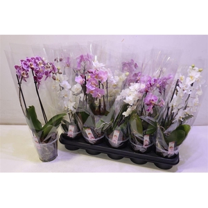 arr8 Phal Mf Gem 4 Kl