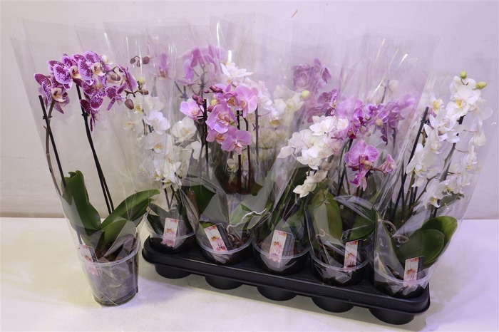 <h4>arr8 Phal Mf Gem 4 Kl</h4>