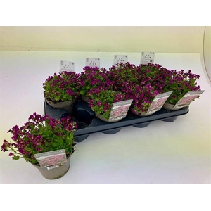 Arabis caucasica 13Ø 15cm