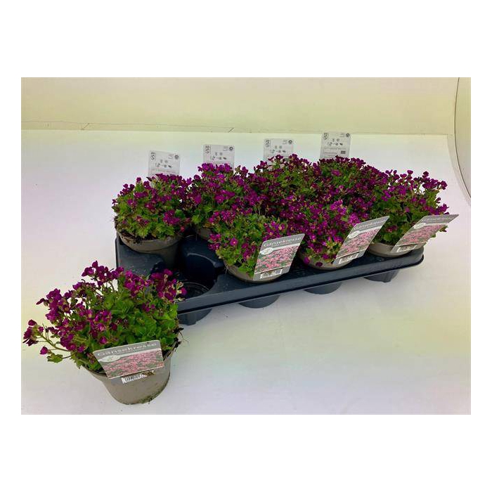 <h4>Arabis caucasica 13Ø 15cm</h4>