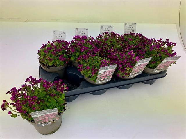 Arabis caucasica 13Ø 15cm