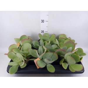 Kalanchoe NF thyrsiflora