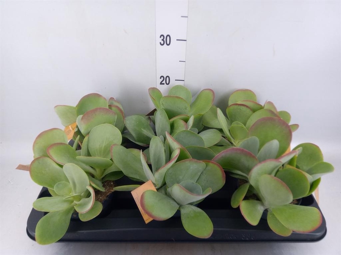 Kalanchoe NF thyrsiflora