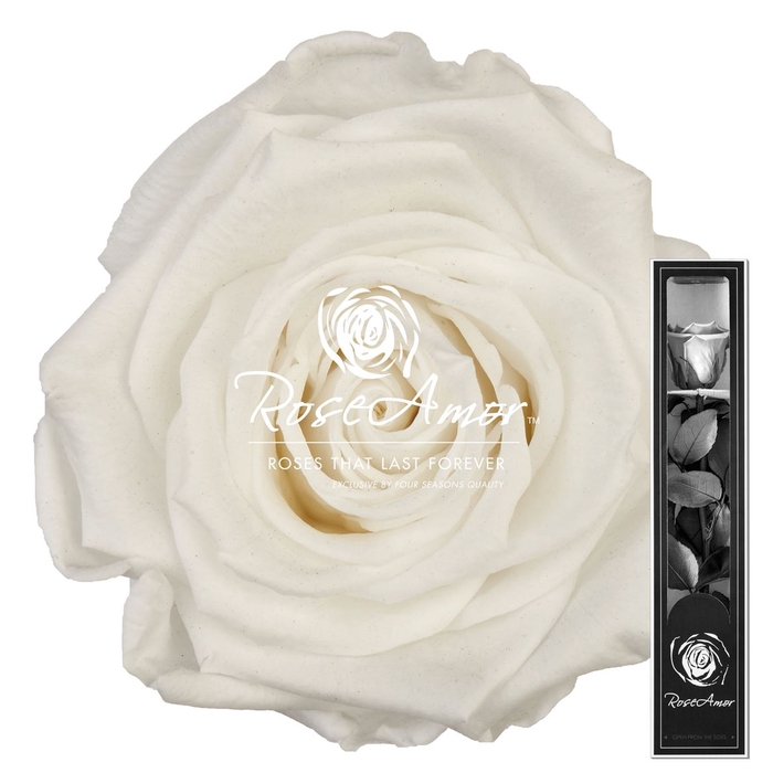 30cm Stem Whi01
