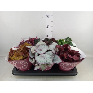 Begonia BD 'Beleaf'   ...mix