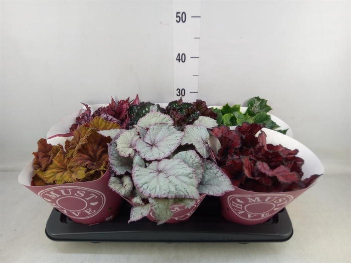 <h4>Begonia BD 'Beleaf'   ...mix</h4>