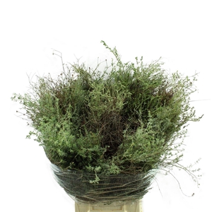 Thymus Falso