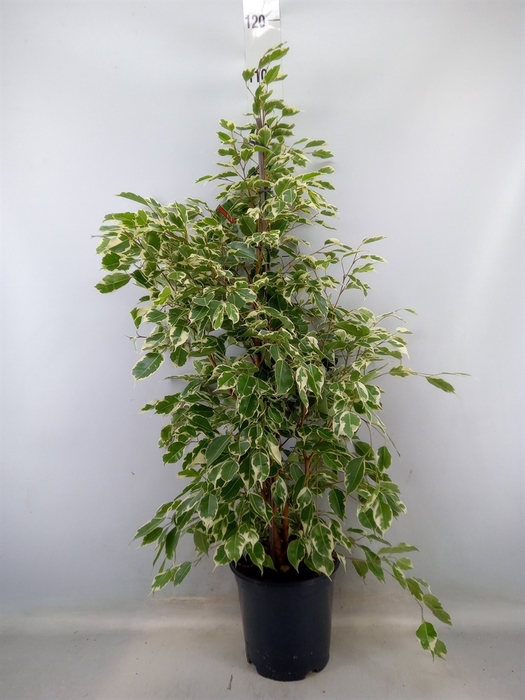 <h4>Ficus benja. 'Twilight'</h4>