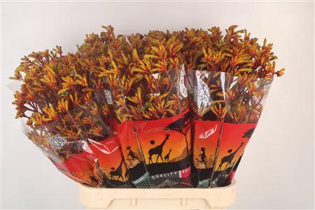 <h4>Anigoz Gold Fever</h4>