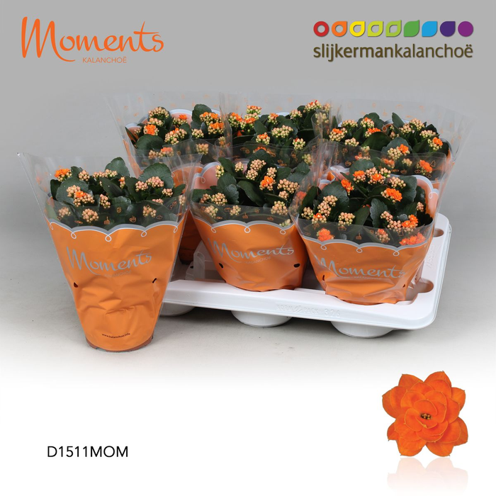 <h4>Kalanchoë Moments - Orange P15</h4>