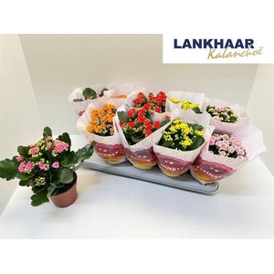 KAL GE PERF GEM 5 KL