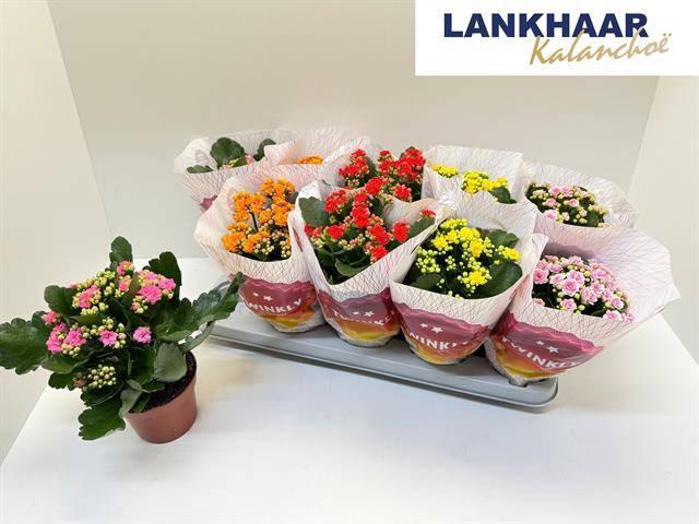 KAL GE PERF GEM 5 KL