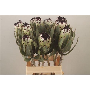 Protea Mag Niobe