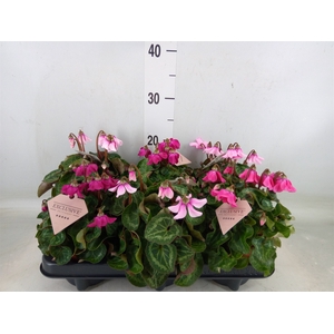 Cyclamen KL 'Petticoat'
