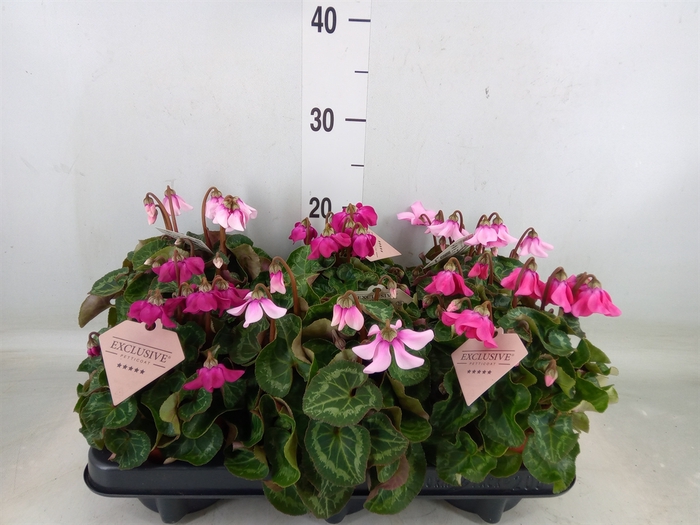 <h4>Cyclamen KL 'Petticoat'</h4>