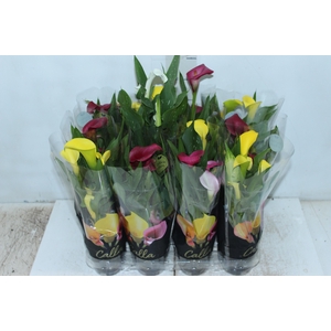 CALLA MINI P09