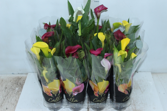 CALLA MINI P09