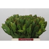 Leucadendron Goldstrike