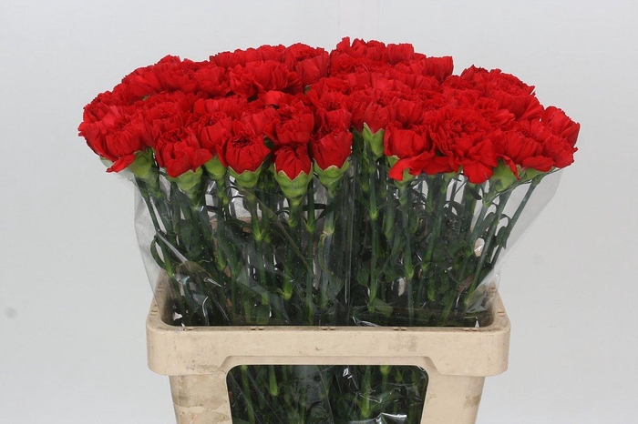 <h4>Dianthus St Arona</h4>