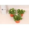Bellis perennis White