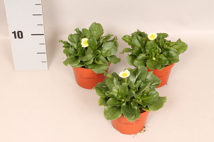 Bellis perennis White