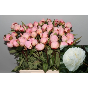 PAEO L GARDENIA