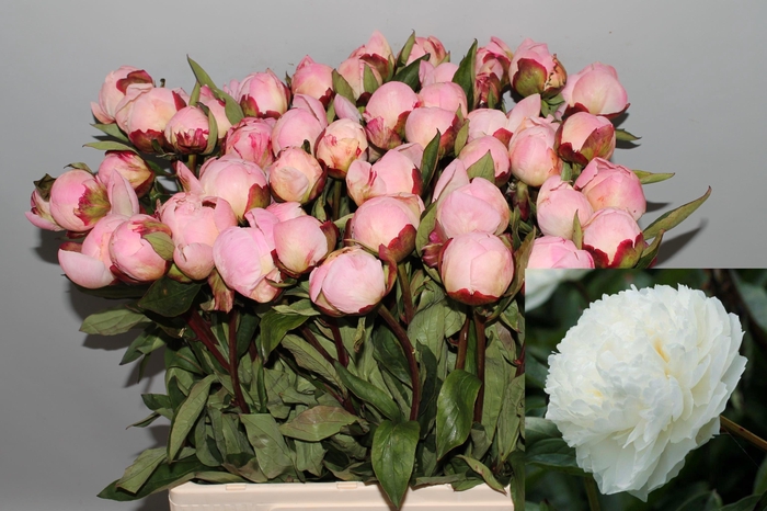 <h4>PAEO L GARDENIA</h4>