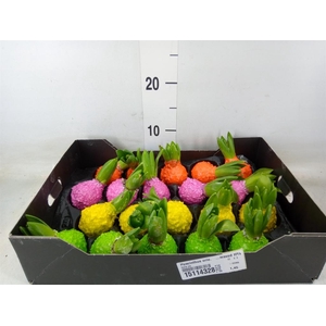 Hyacinthus orie.   ...waxed H%