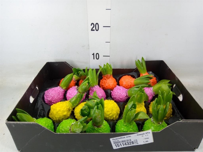 <h4>Hyacinthus orie.   ...waxed H%</h4>