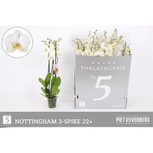 PHAL AN NOTTINGHAM