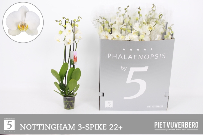 <h4>PHAL AN NOTTINGHAM</h4>