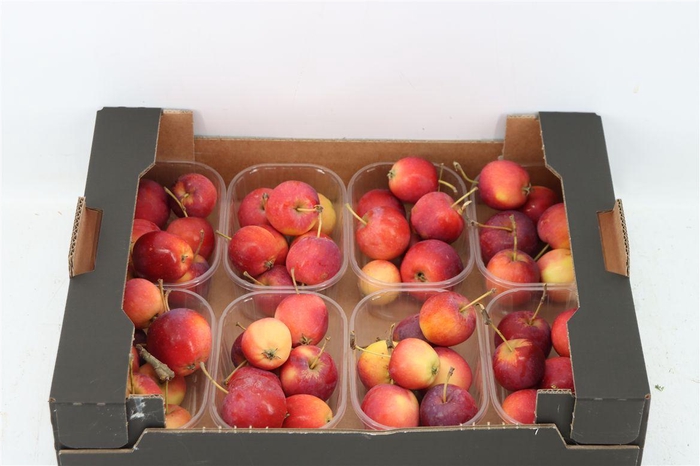 <h4>Sier Malusappel Groot Rood</h4>