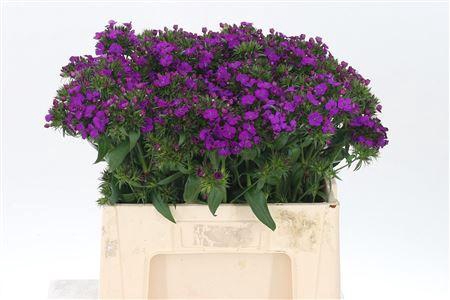 <h4>Di Barb Neon Purple</h4>